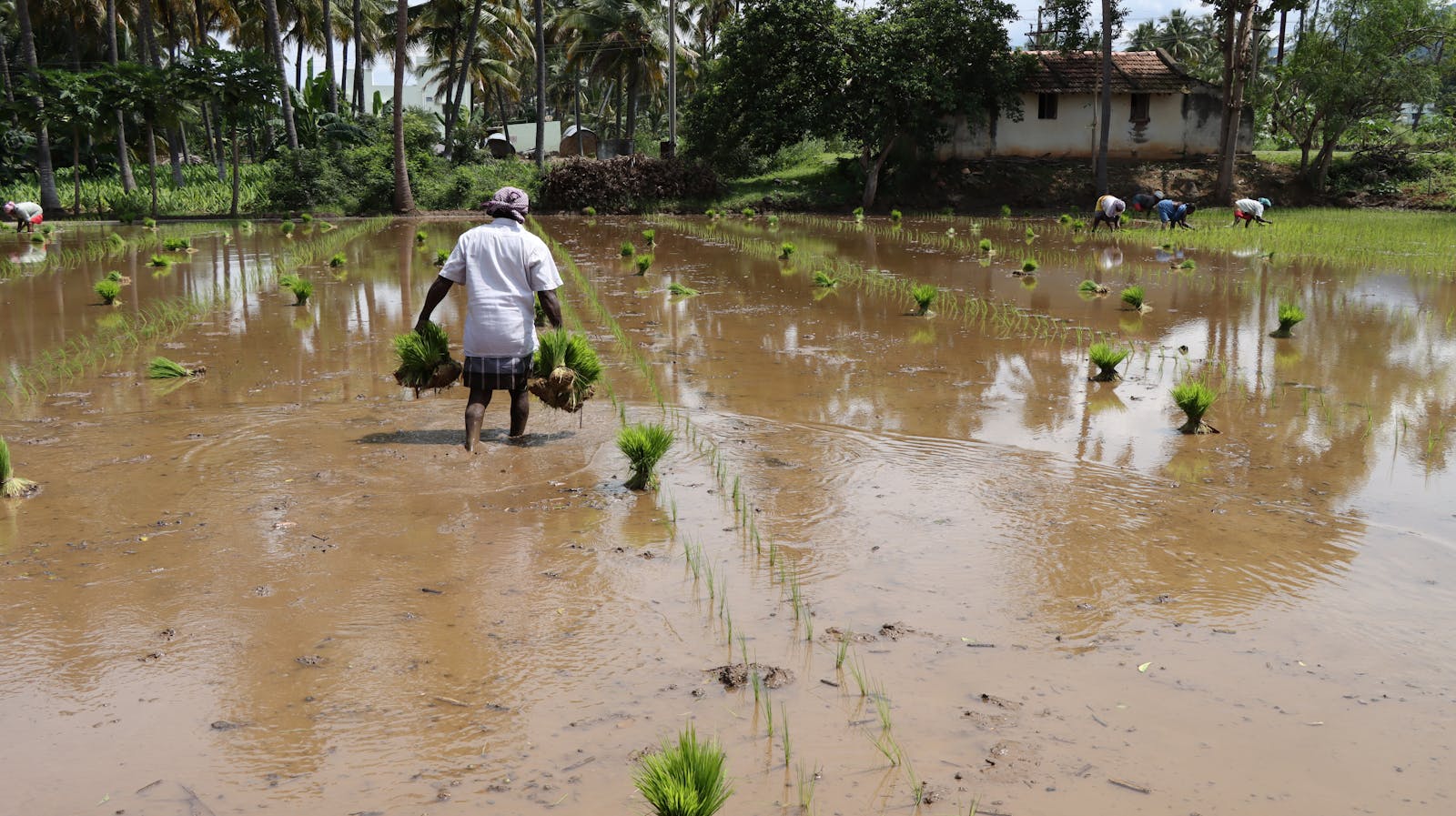 A farmer works diligently in a flooded rice field, surrounded by greenery.